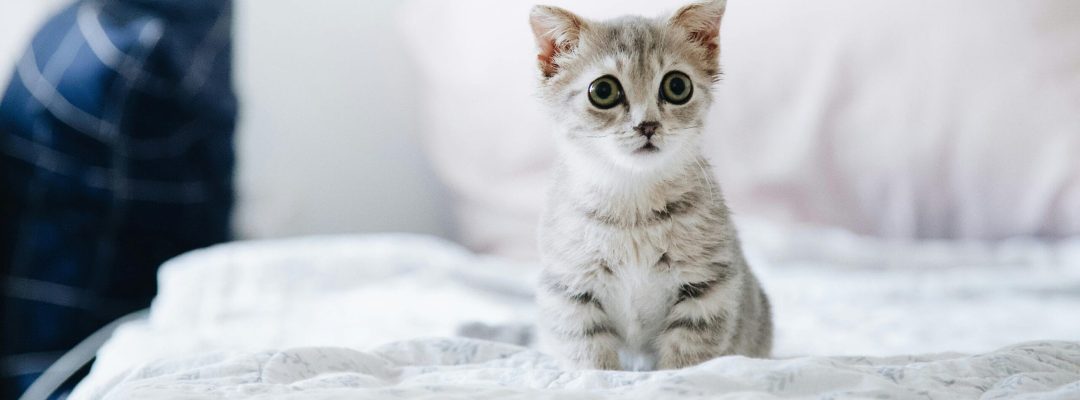 Cute grey kitten with big eyes sitting on a bed indoors. Perfect for pet lovers